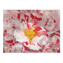 Pink and White Camellia Abstract Postcard