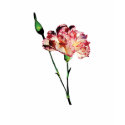Pink and White Carnation with Bud Ladies t-shirts by SusanSavad Pink and White Carnation with Bud Ladies t-shirts