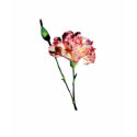 Pink and White Carnation with Bud Ladies t-shirts by SusanSavad Pink and White Carnation with Bud Ladies t-shirts