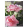 Pink and White Carnations 1