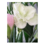 Pink and White Carnations 2 Postcards