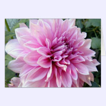 Pink and White Dahlia cards