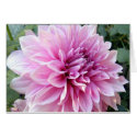 Pink and White Dahlia cards