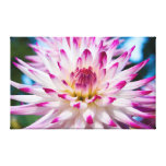 Pink and White Dahlia Gallery Wrapped Canvas