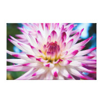 Pink and White Dahlia canvas prints