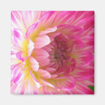 Pink and White Dahlia Magnet