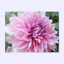Pink and White Dahlia postcards
