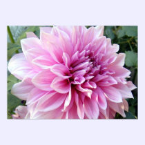 Pink and White Dahlia posters