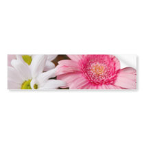 Pink and White Daisies Bumper Sticker