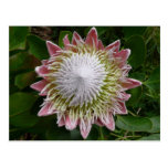 Pink and White Flower Postcard