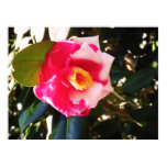 flower, flowers, bloom, petals, pink, red, white,