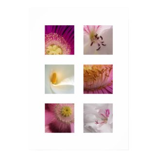 Pink and White Flower Squares Poster print