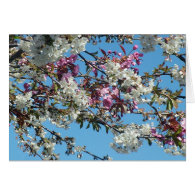 pink and white flowering cherry card