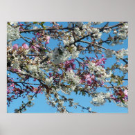 pink and white flowering cherry print