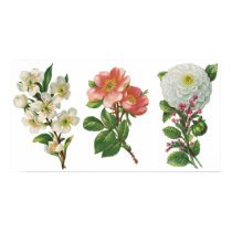 Pink and White Flowers Poster posters by vintagegiftmall Pink and White Flowers Poster posters