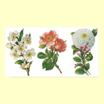 Pink and White Flowers Poster posters by vintagegiftmall Pink and White Flowers Poster posters