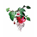 Pink and White Fuschia Ladies t-shirts by SusanSavad Pink and White Fuschia Ladies t-shirts