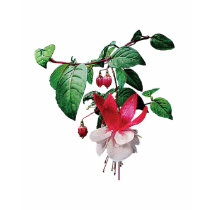 Pink and White Fuschia Ladies t-shirts by SusanSavad Pink and White Fuschia Ladies t-shirts