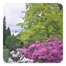 Pink And White Park Azaleas flowers Stickers