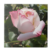 PINK AND WHITE PEACE ROSE OPENING CERAMIC TILE