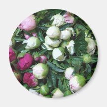 Pink and White Peony Buds Magnet
