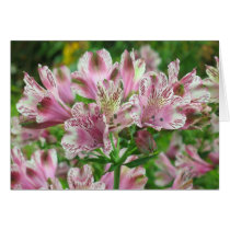 Pink and White Peruvian Lillies Card
