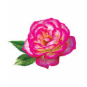 Pink and White Rose Ladies shirt