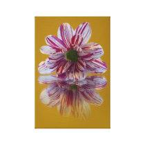 Pink and White Striped Daisy Gerbera Gallery Wrap Canvas