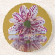 Pink and White Striped Daisy Gerbera Coaster