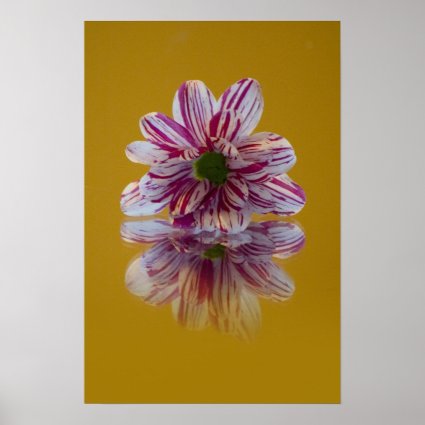 Pink and White Striped Daisy Gerbera Print