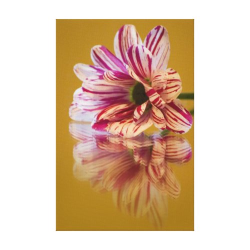 Pink and White Stripey Gerbera Flower Canvas Prints