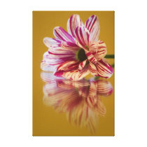 Pink and White Stripey Gerbera Flower Canvas Prints