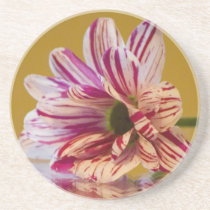 Pink and White Stripey Gerbera Flower Drink Coasters