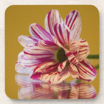 Pink and White Stripey Gerbera Flower Beverage Coaster