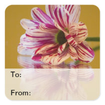 Pink and White Stripey Gerbera Flower Square Stickers