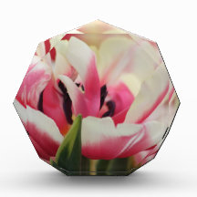 Pink and White Twist Awards