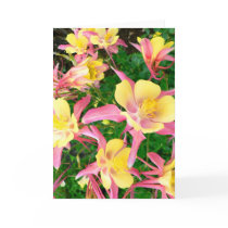 Pink and Yellow Columbines cards