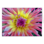 Pink and Yellow Dahlia Cards