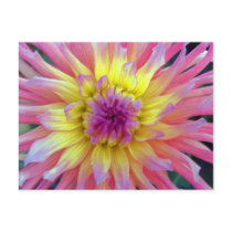 Pink and Yellow Dahlia Postcard