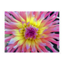 Pink and Yellow Dahlia Print / Poster