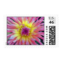 Pink and Yellow Dahlia Stamps