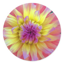 Pink and Yellow Dahlia Sticker