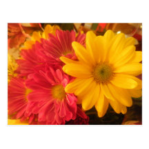 Pink and Yellow Daisies Post Card