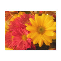 Pink and Yellow Daisies Post Card