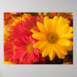 Pink and Yellow Daisies Print