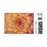 Pink and Yellow flower bloom Stamp