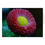 Pink and Yellow Flower Cards