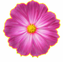 pink and yellow flower photo sculptures