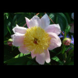 Pink and Yellow Flowers Print