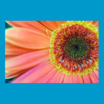 pink and yellow gerbera painting posters